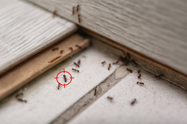 Best Wasp Removal Services  in Cramerton, NC